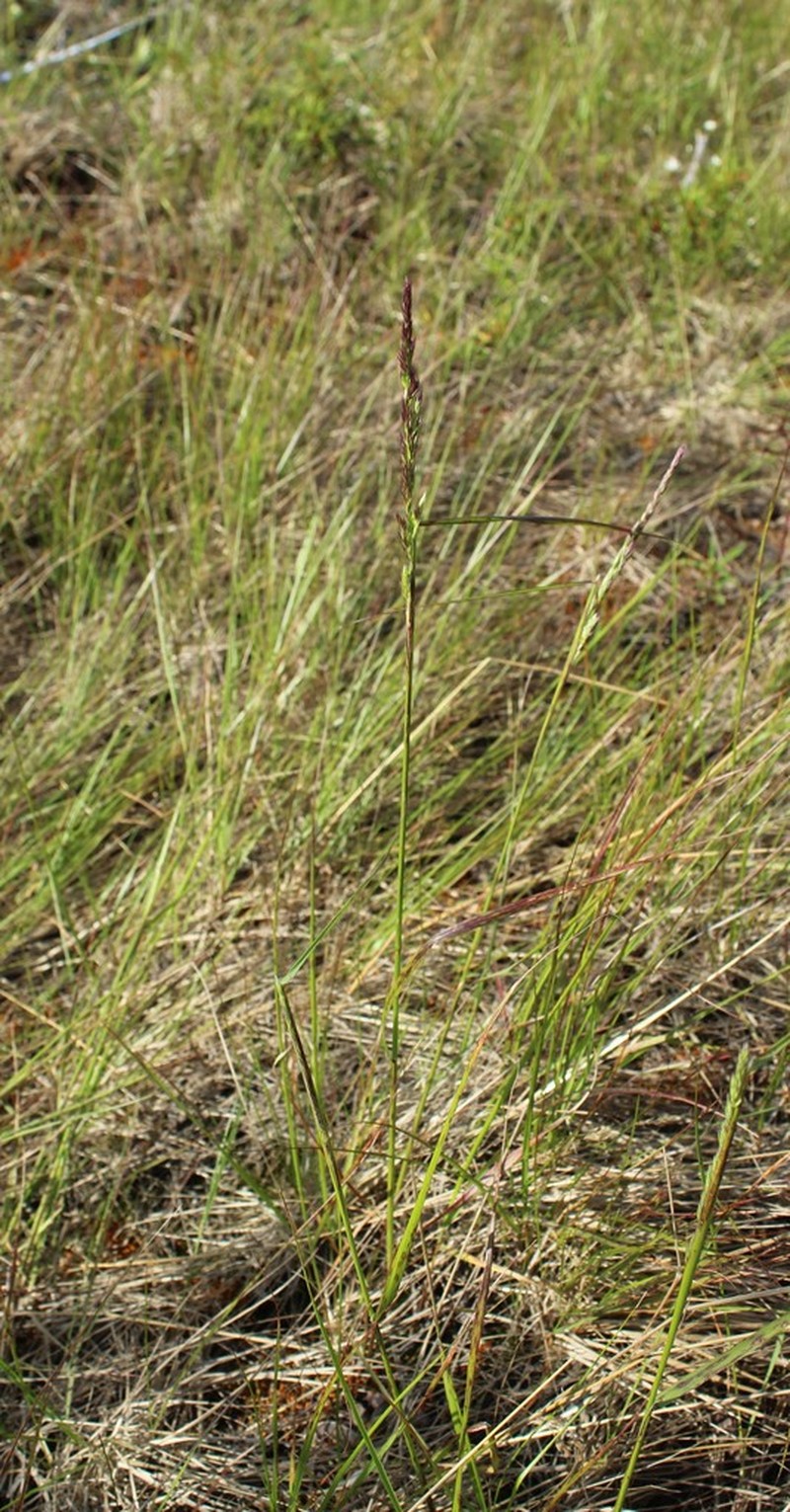 Lapland Reedgrass photo 4