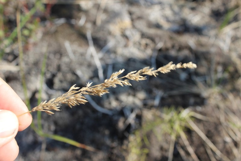 Lapland Reedgrass photo 5