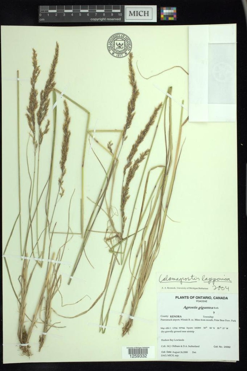 Lapland Reedgrass photo 6