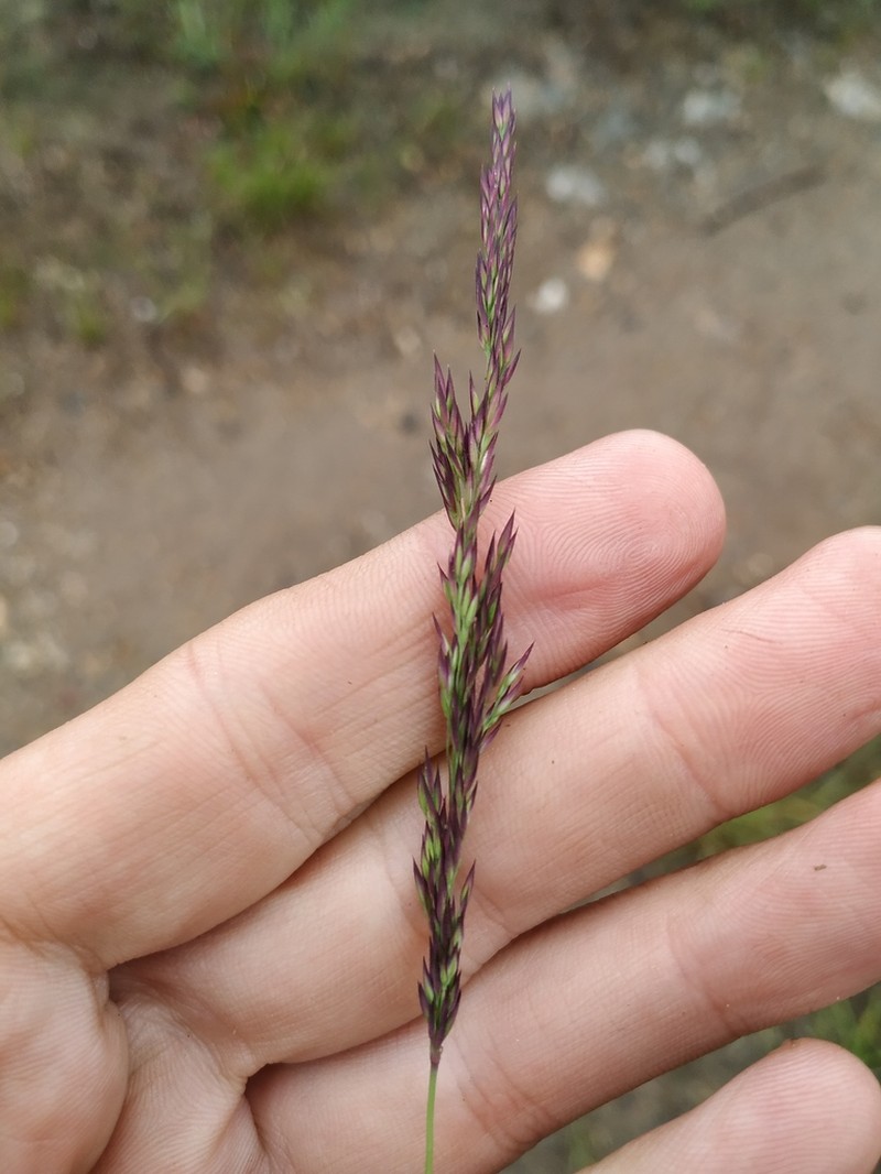 Lapland Reedgrass photo 7