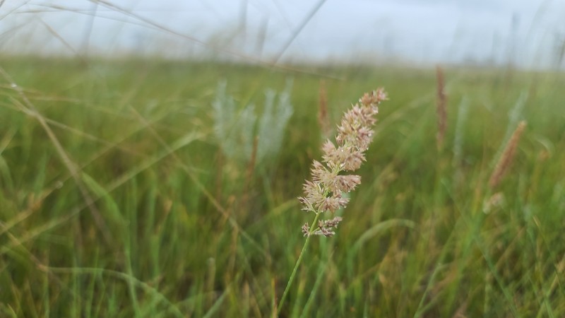 Plains Reedgrass photo 2