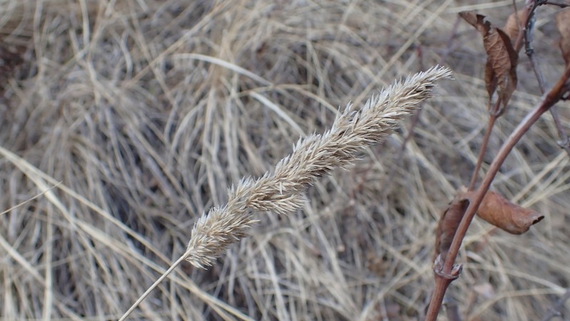 Plains Reedgrass photo 3