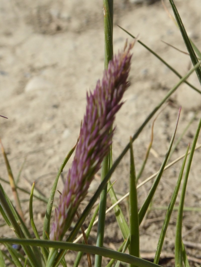 Plains Reedgrass photo 4