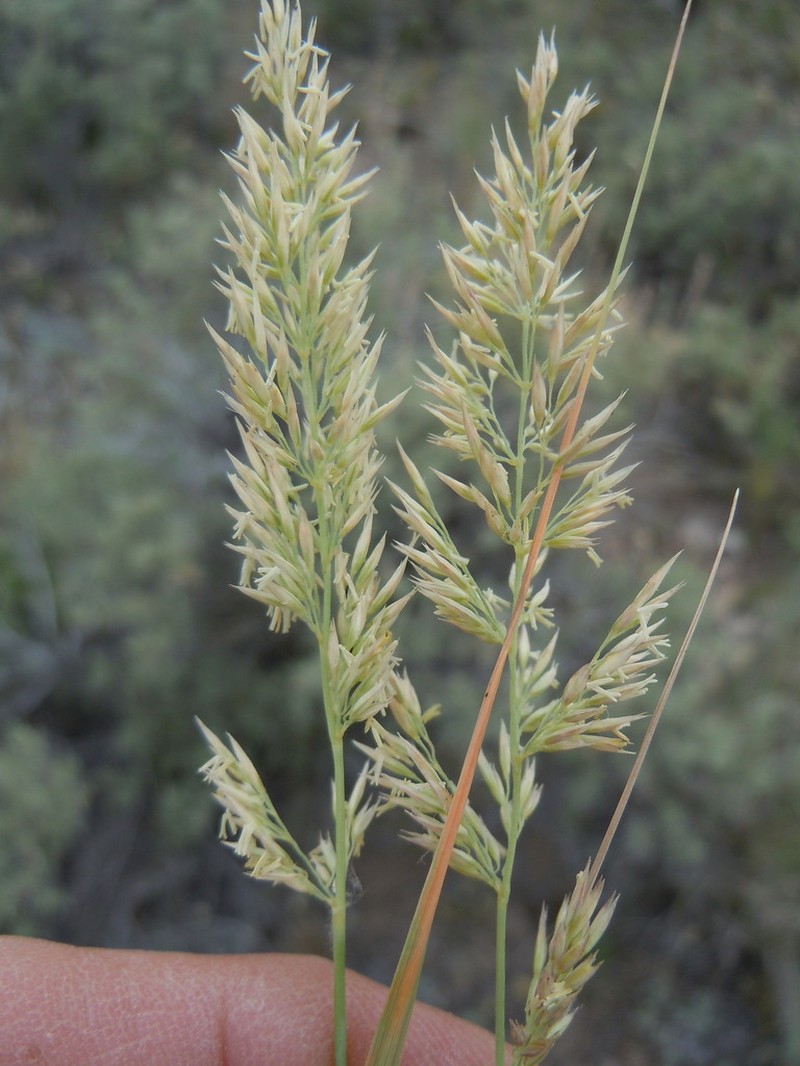 Plains Reedgrass photo 5