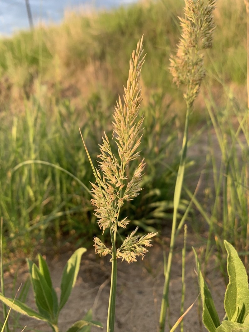 Plains Reedgrass photo 6