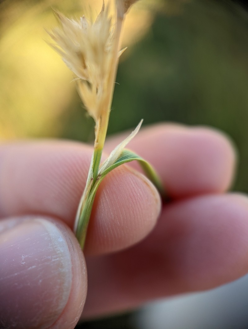 Plains Reedgrass photo 7