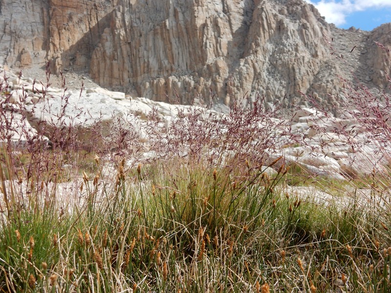 Muir's Reedgrass