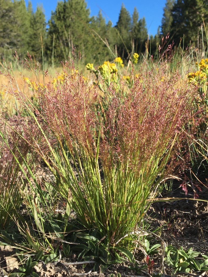 Muir's Reedgrass