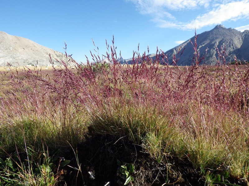 Muir's Reedgrass photo 2