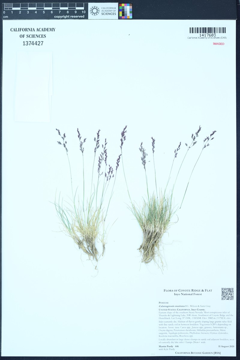 Muir's Reedgrass photo 5
