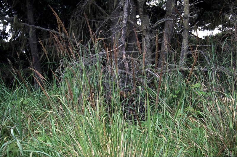 Pacific Reedgrass