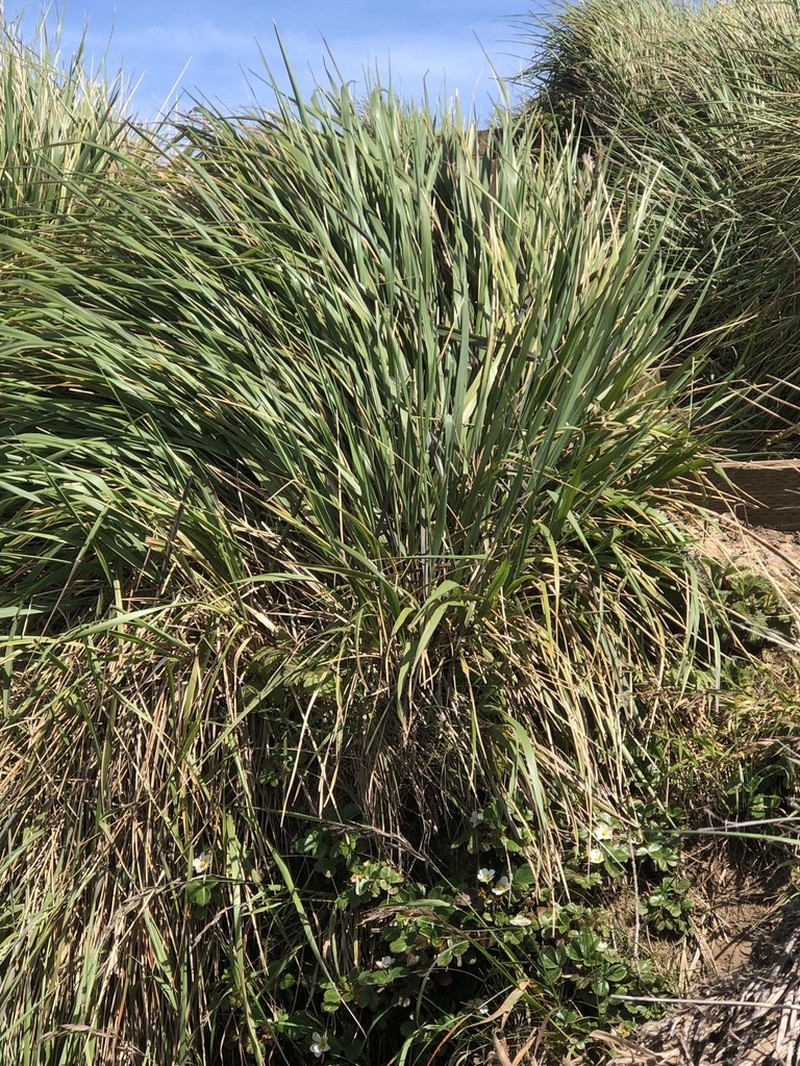 Pacific Reedgrass photo 2