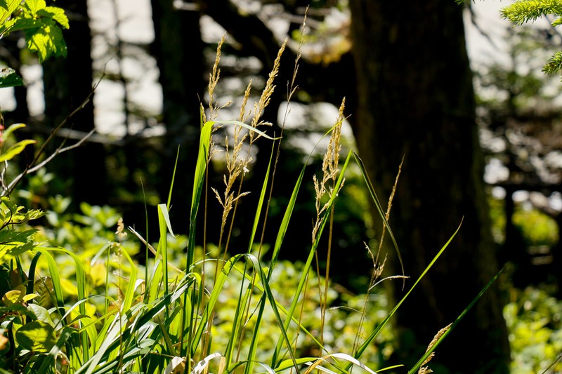 Pacific Reedgrass photo 3