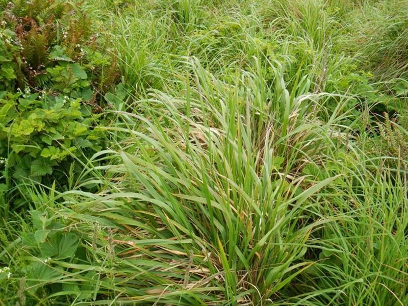 Pacific Reedgrass photo 4