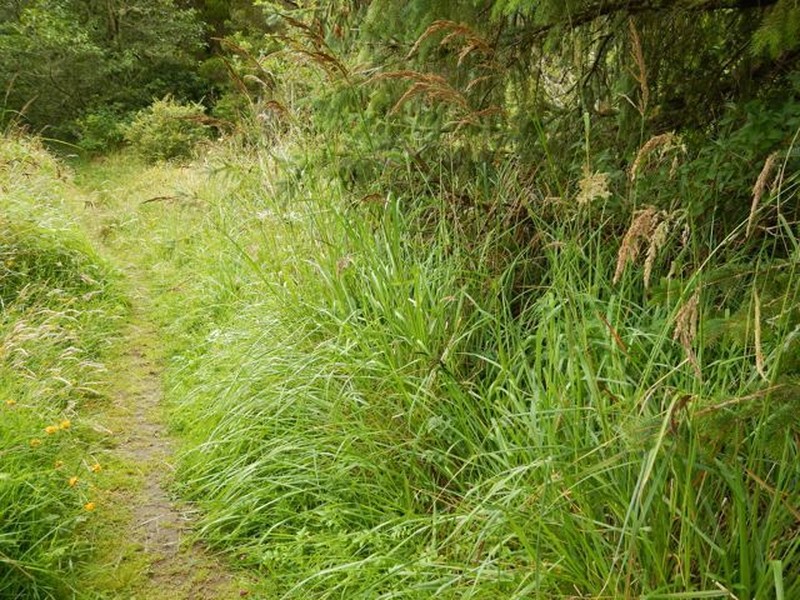 Pacific Reedgrass photo 5