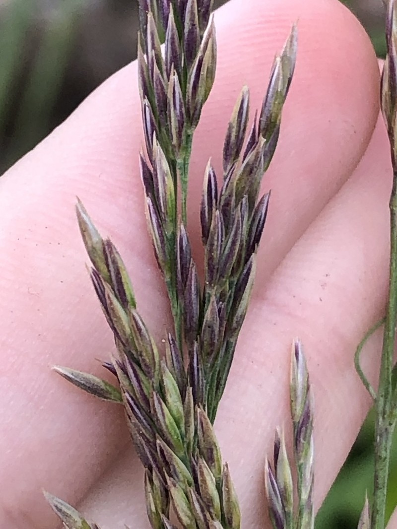 Pacific Reedgrass photo 6