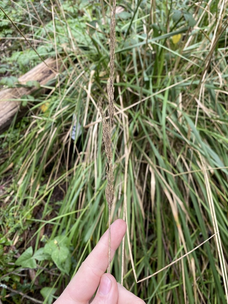 Pacific Reedgrass photo 7