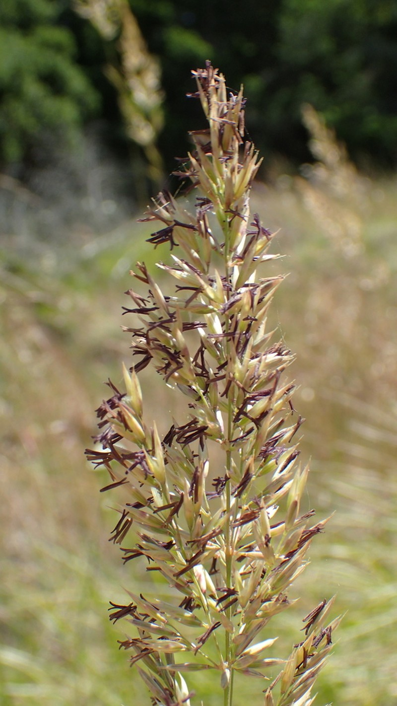 Serpentine Reedgrass photo 2