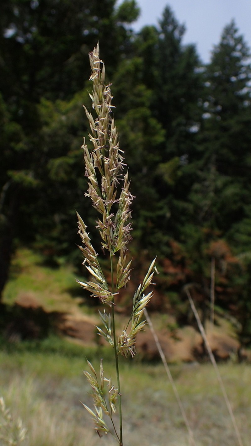 Serpentine Reedgrass photo 3