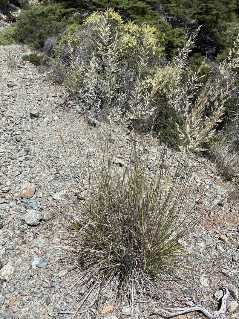 Serpentine Reedgrass photo 4
