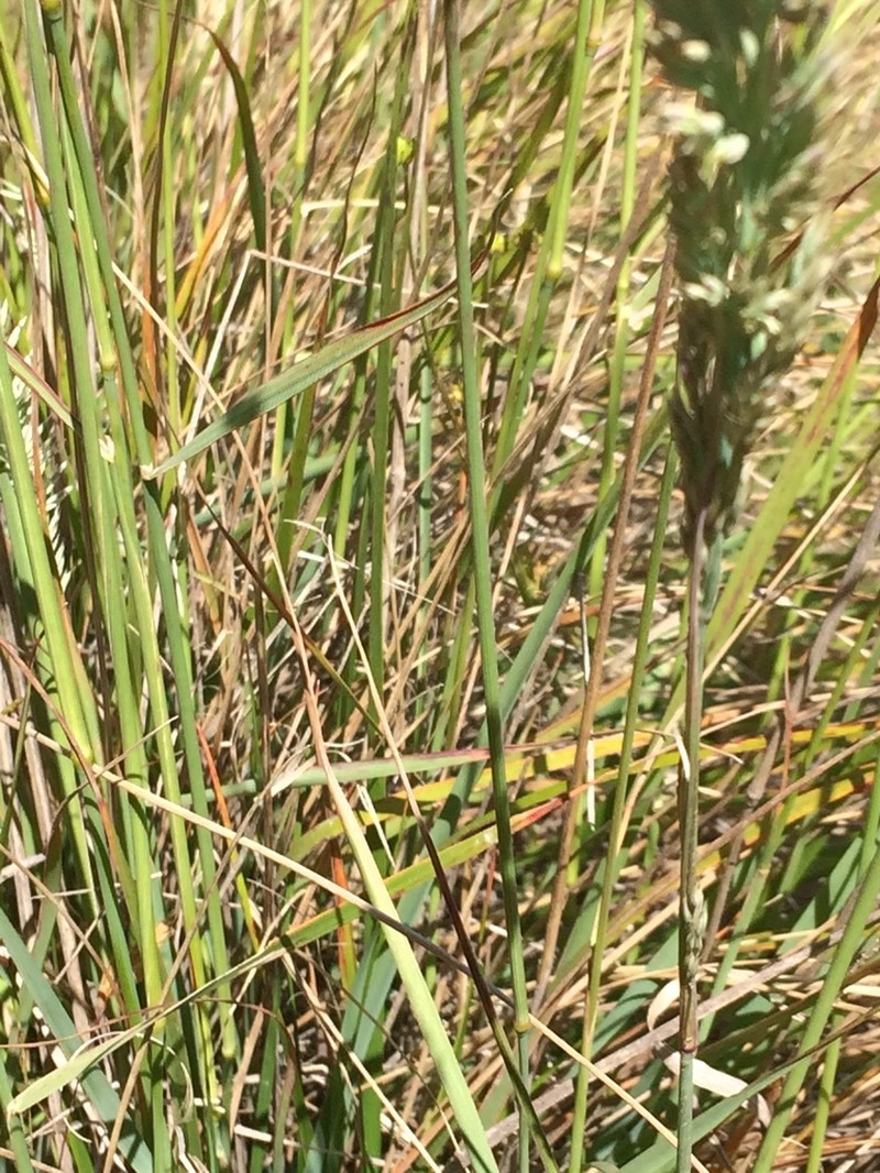Serpentine Reedgrass photo 5