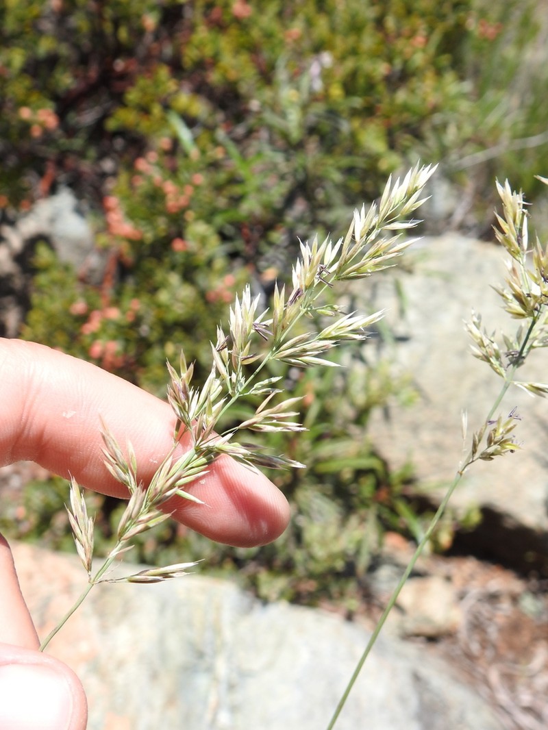 Serpentine Reedgrass photo 6