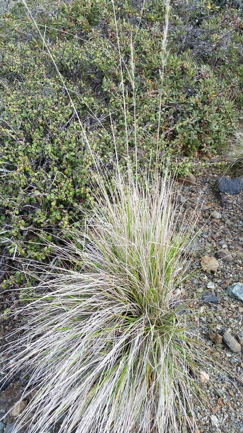 Serpentine Reedgrass photo 7