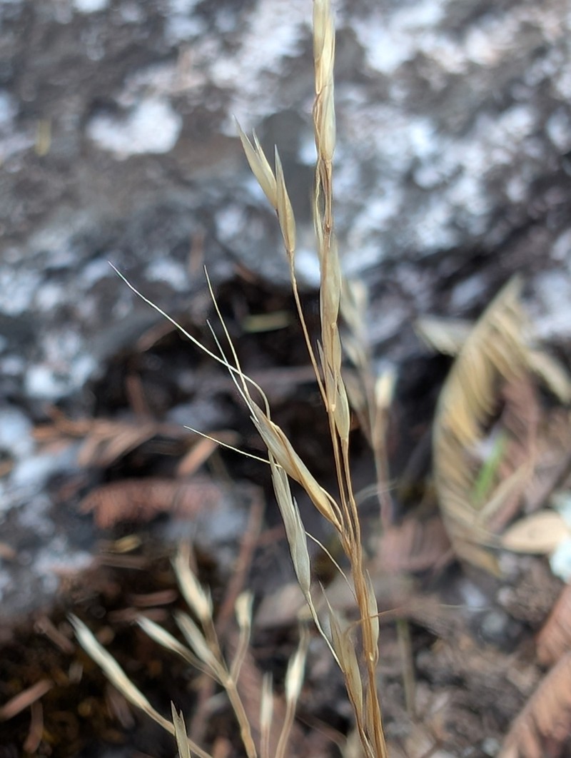 Calamagrostis oreophila photo 2