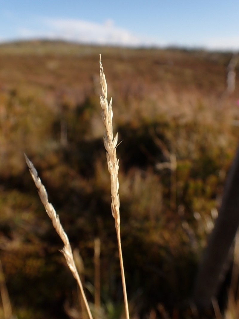 Calamagrostis oreophila photo 3