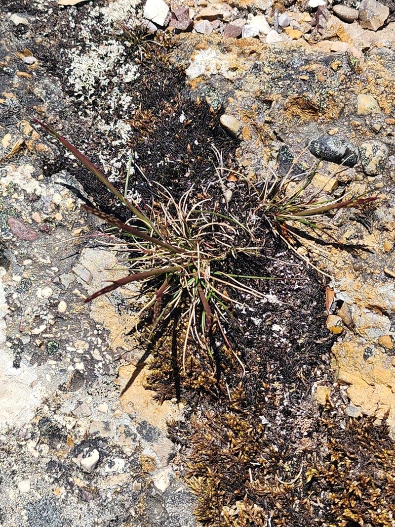 Calamagrostis oreophila photo 4