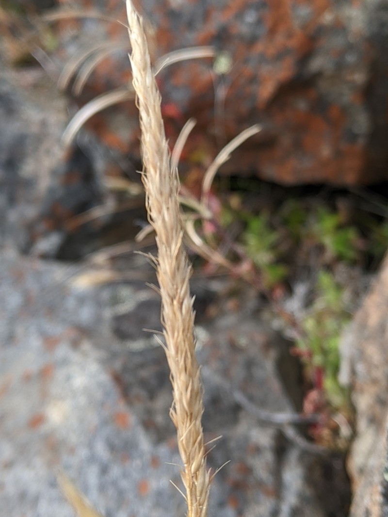 Calamagrostis oreophila photo 6
