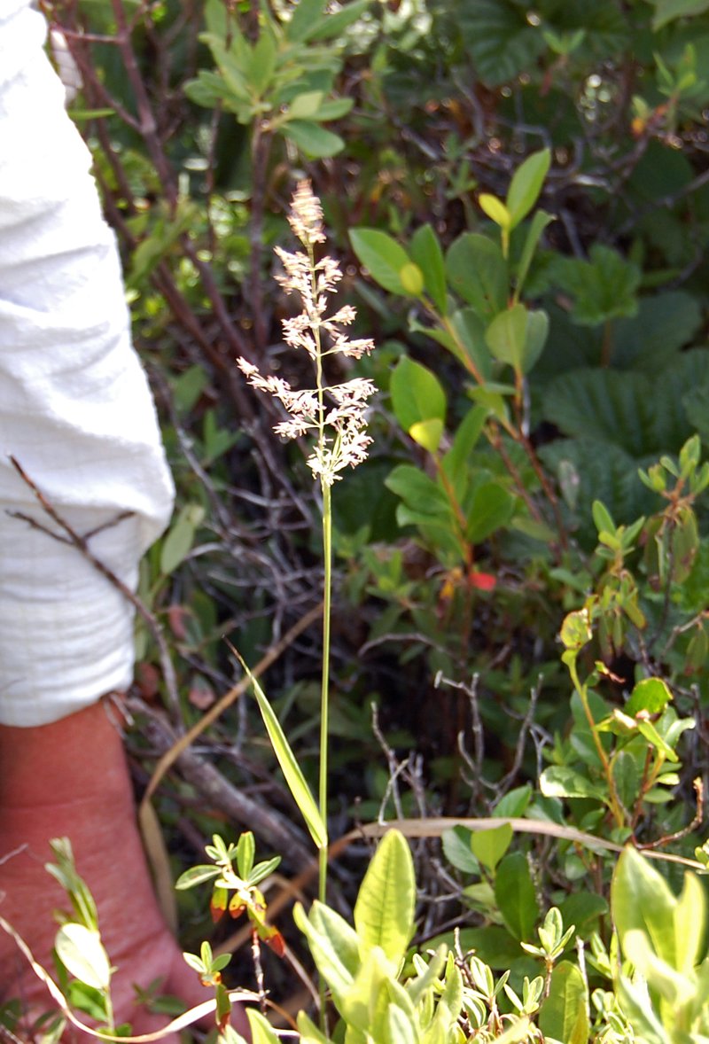 Pickering's Reedgrass