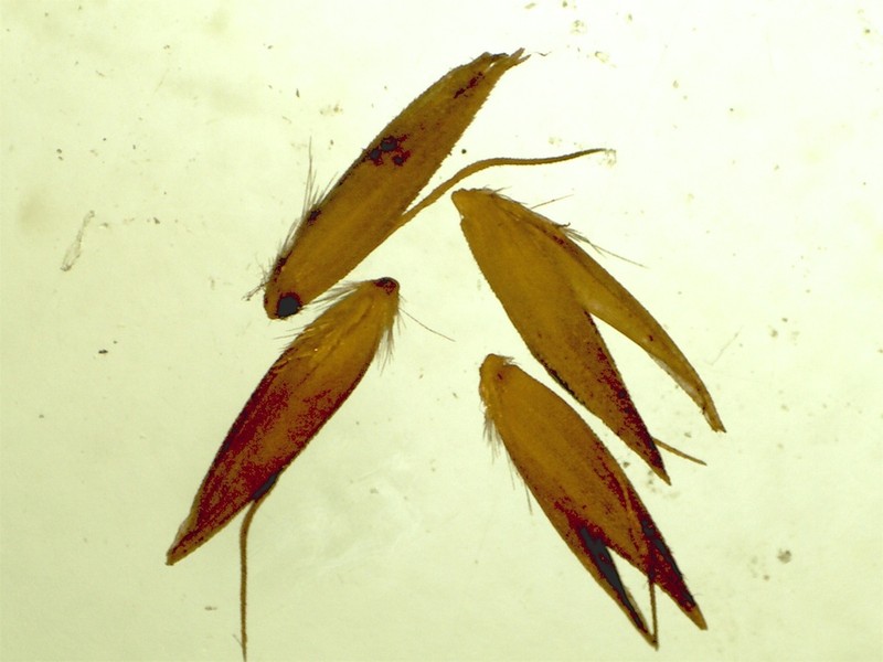 Pickering's Reedgrass