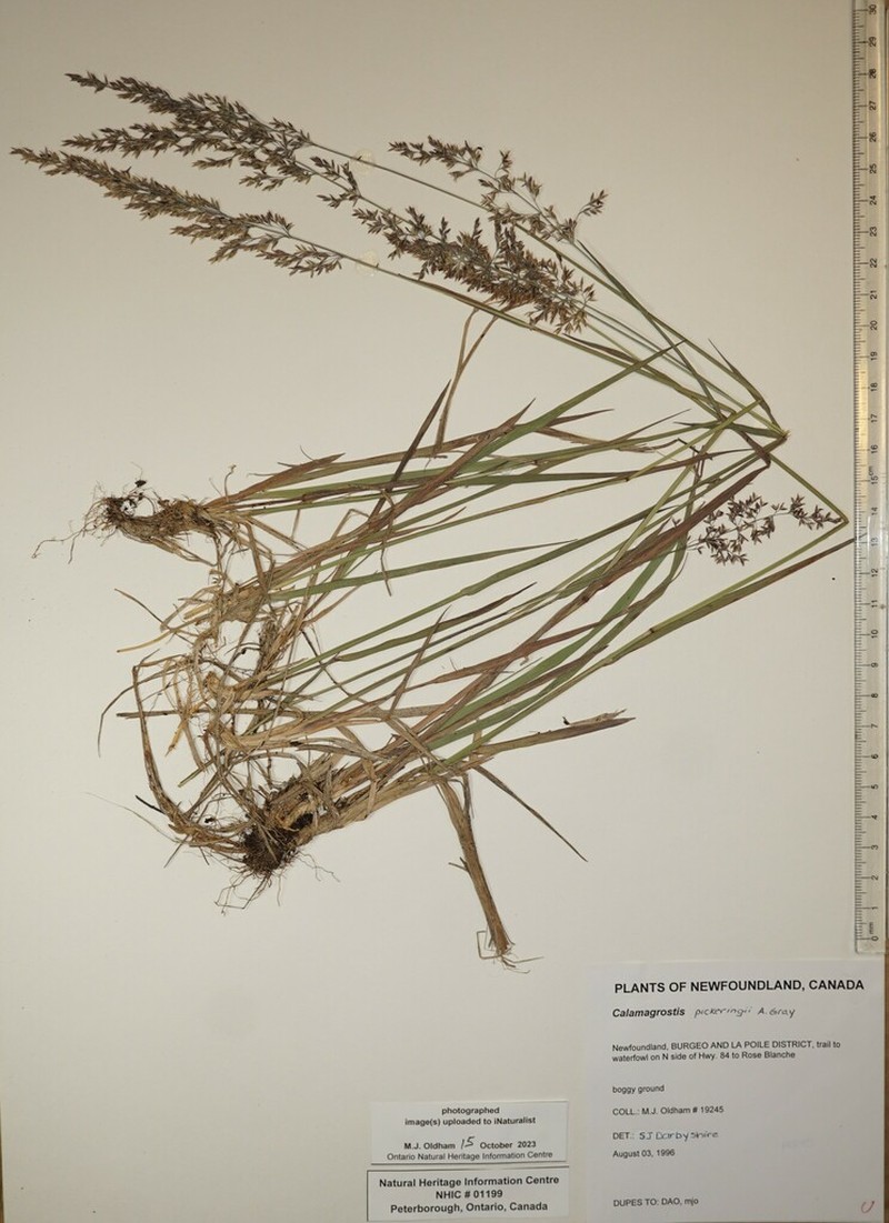Pickering's Reedgrass photo 2