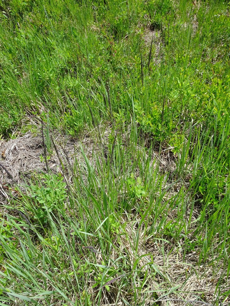 Pickering's Reedgrass photo 3