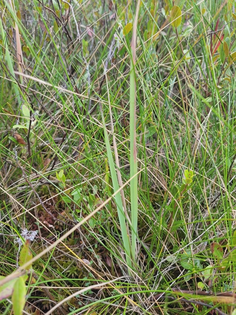 Pickering's Reedgrass photo 4