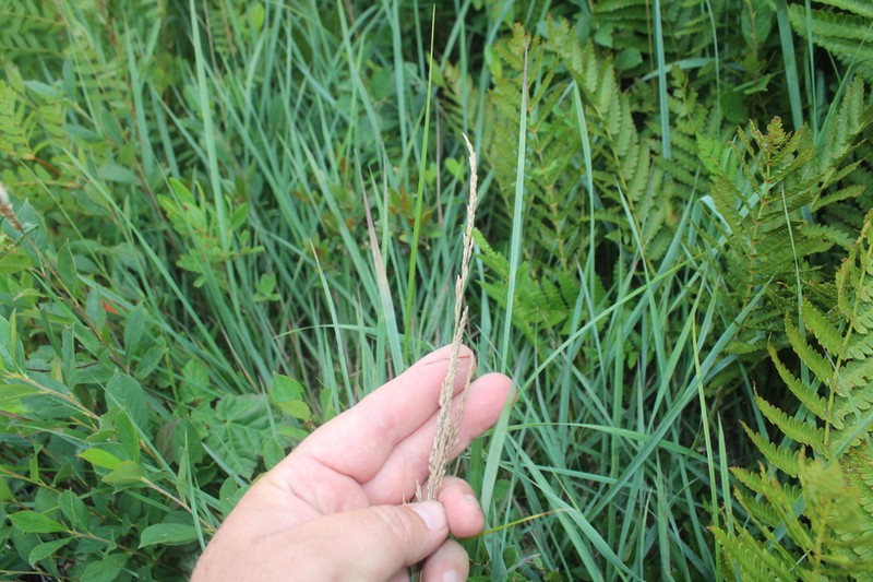 Pickering's Reedgrass photo 5