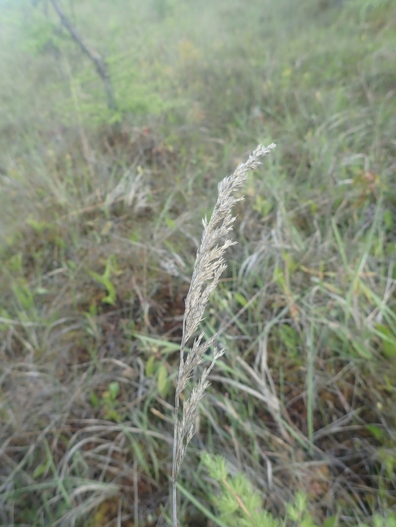 Pickering's Reedgrass photo 6