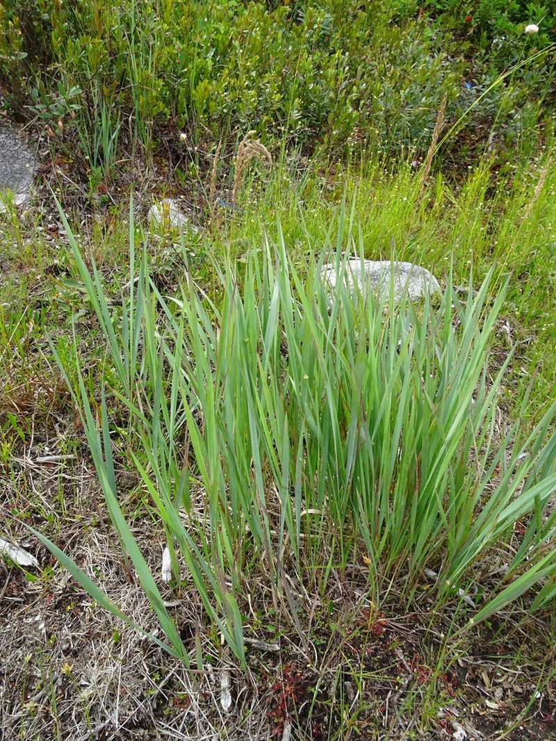 Pickering's Reedgrass photo 7