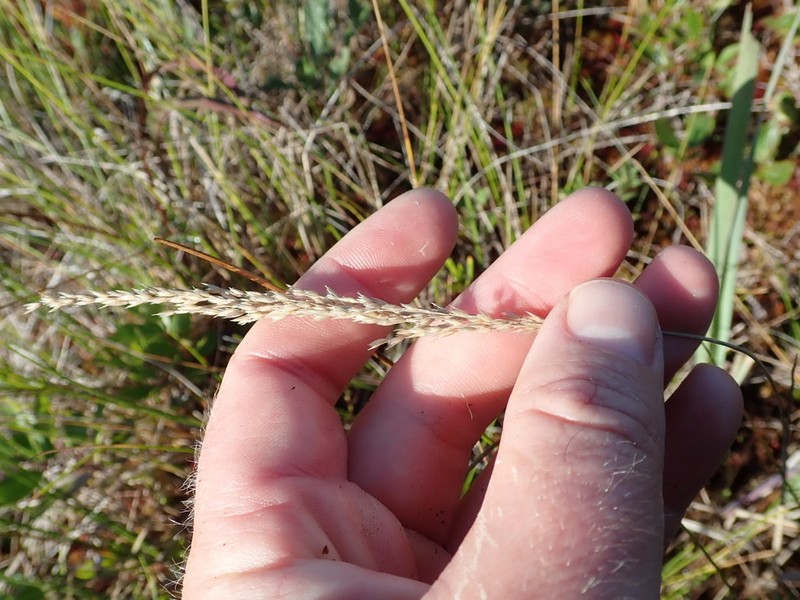 Pickering's Reedgrass photo 8