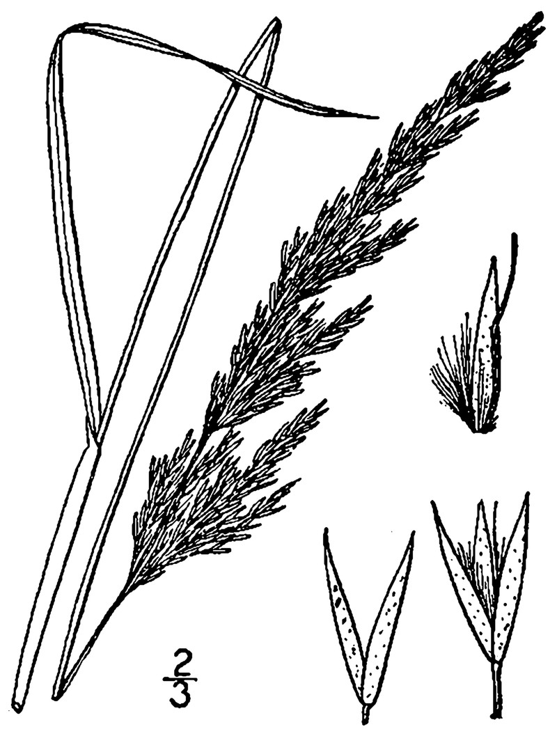 Porter's Reedgrass