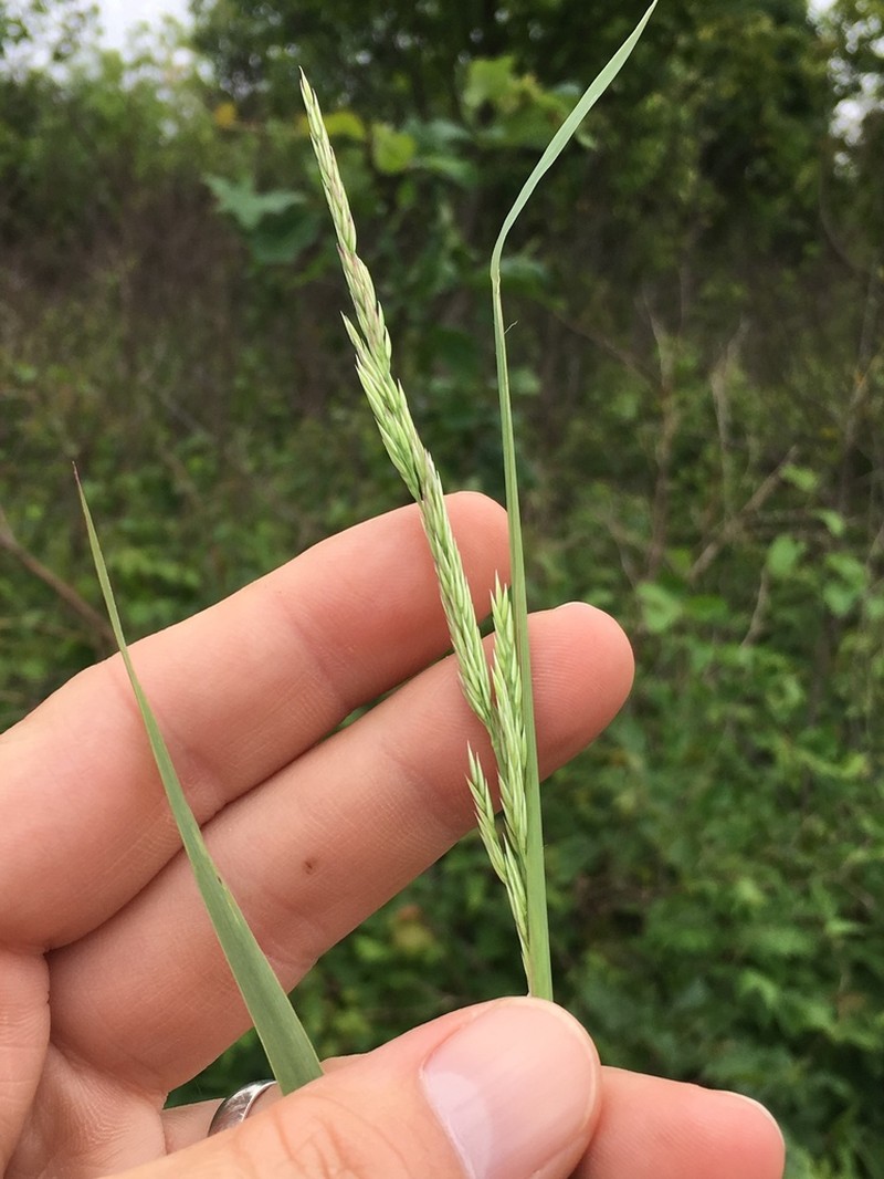 Porter's Reedgrass