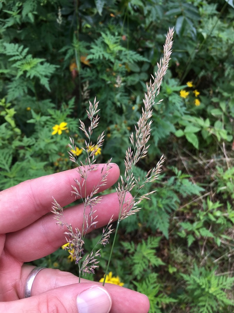 Porter's Reedgrass photo 2