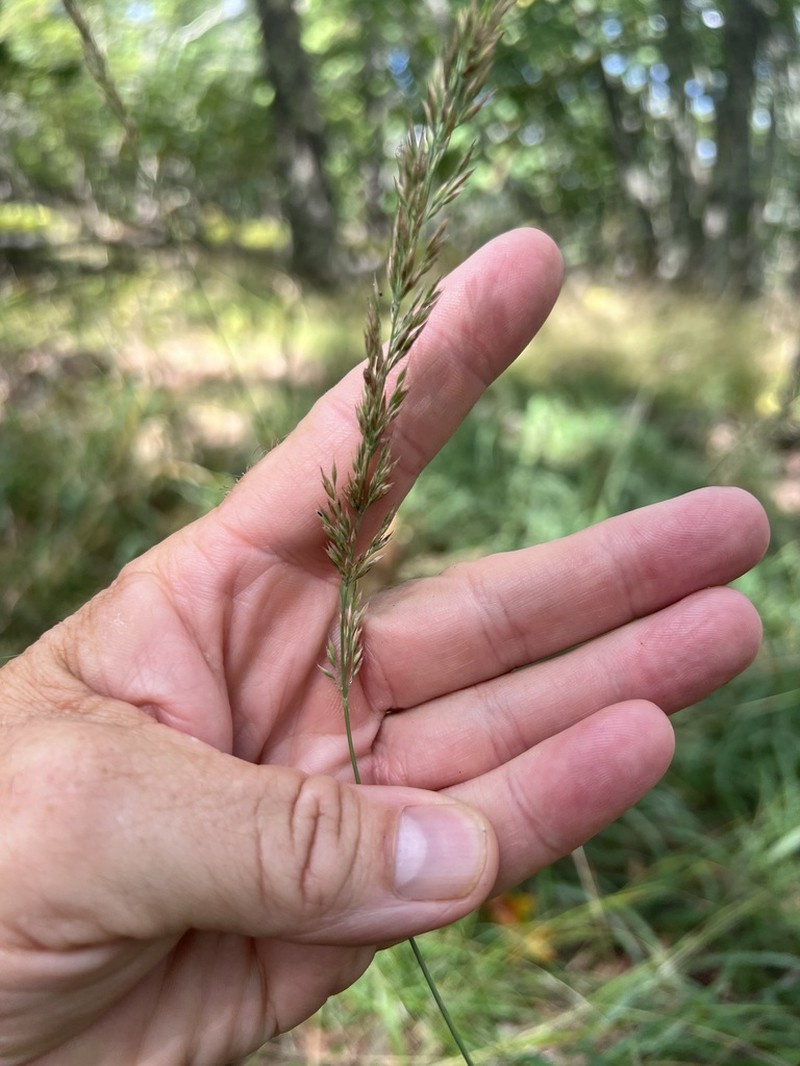 Porter's Reedgrass photo 4
