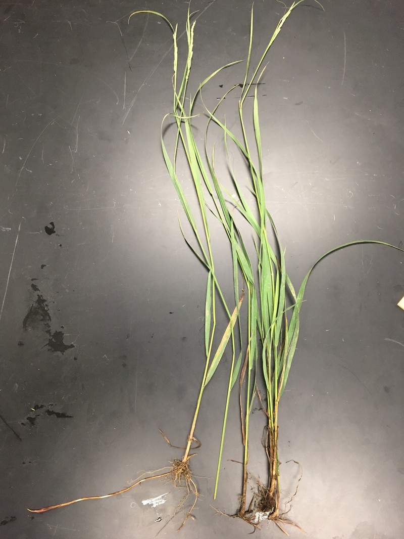 Porter's Reedgrass photo 6