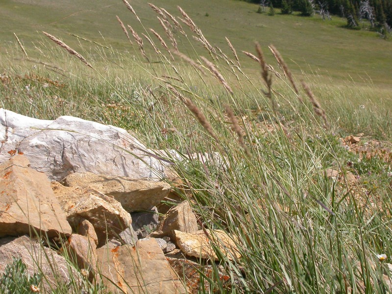 Purple Reedgrass