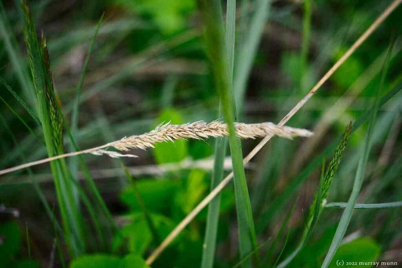 Purple Reedgrass photo 2