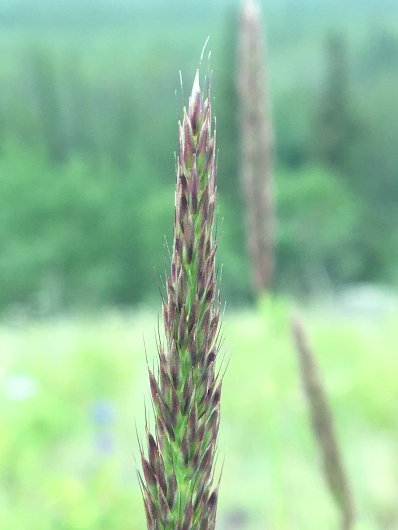 Purple Reedgrass photo 3