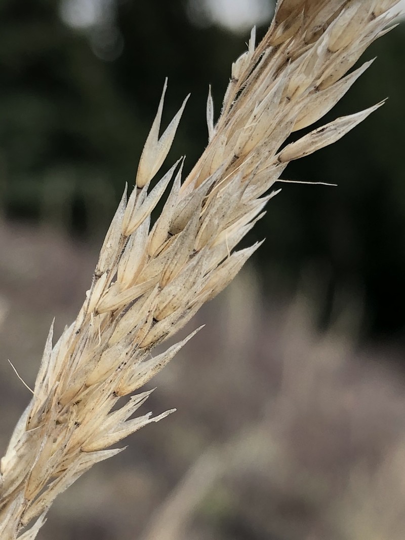 Purple Reedgrass photo 5