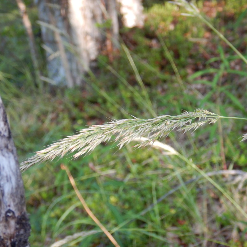 Purple Reedgrass photo 6